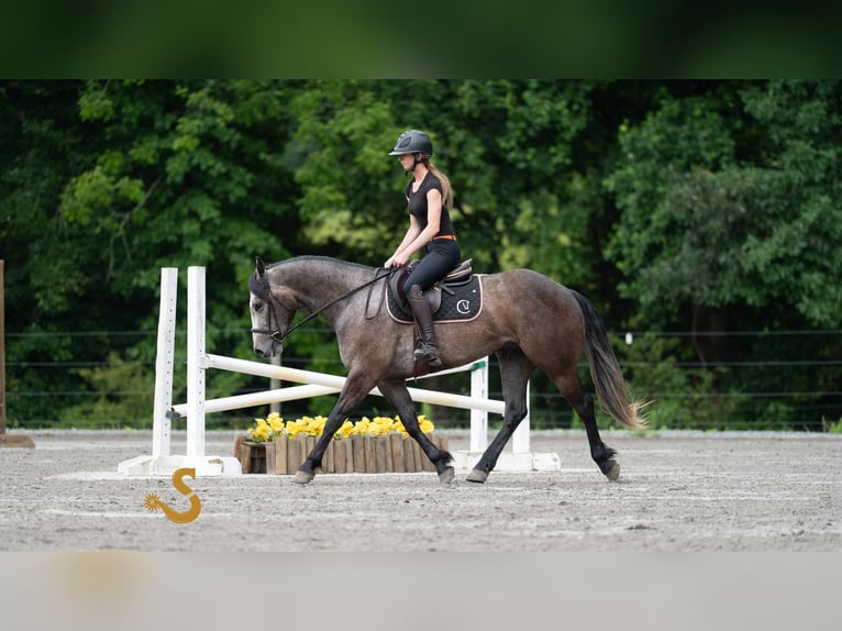 American Quarter Horse Wallach 5 Jahre 150 cm Schimmel in Bogard, MO