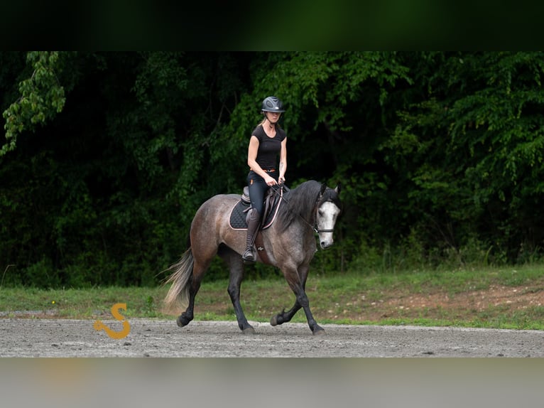 American Quarter Horse Wallach 5 Jahre 150 cm Schimmel in Bogard, MO