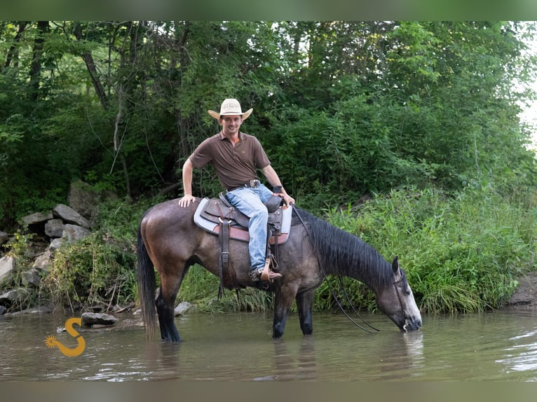 American Quarter Horse Wallach 5 Jahre 150 cm Schimmel in Bogard, MO