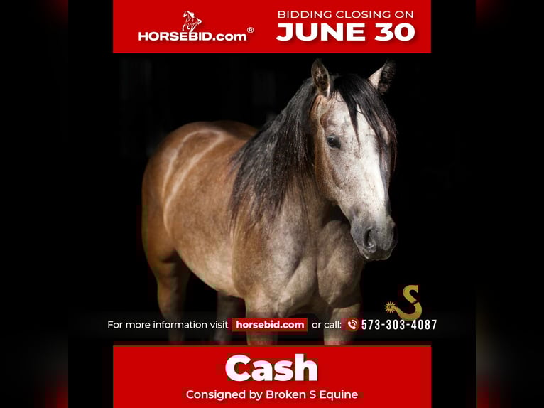 American Quarter Horse Wallach 5 Jahre 150 cm Schimmel in Bogard, MO