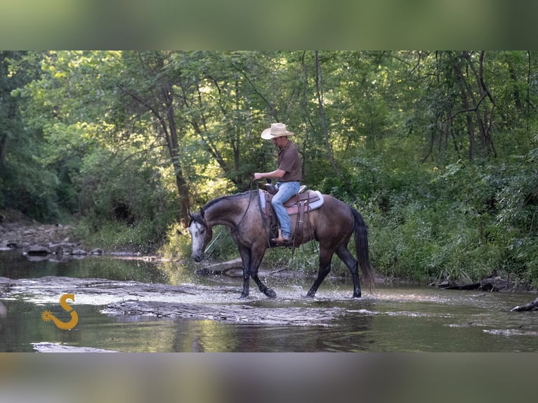 American Quarter Horse Wallach 5 Jahre 150 cm Schimmel in Bogard, MO