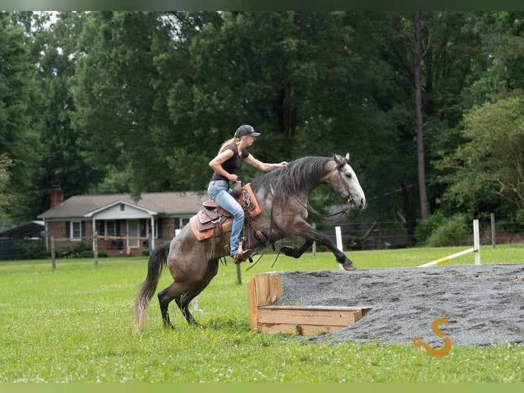 American Quarter Horse Wallach 5 Jahre 150 cm Schimmel in Bogard, MO