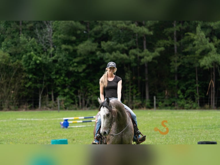 American Quarter Horse Wallach 5 Jahre 150 cm Schimmel in Bogard, MO