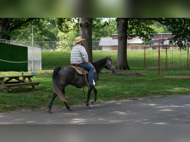American Quarter Horse Wallach 5 Jahre 150 cm Schimmel in Carrollton, MO