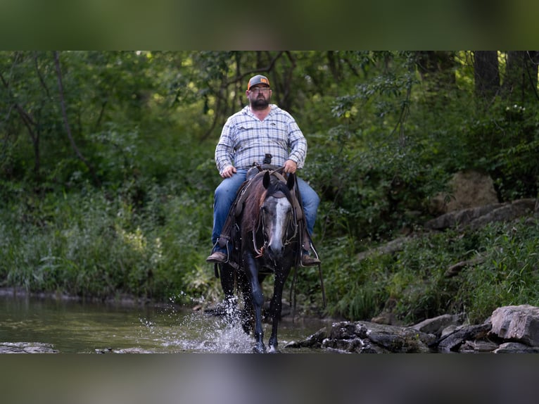 American Quarter Horse Wallach 5 Jahre 150 cm Schimmel in Carrollton, MO