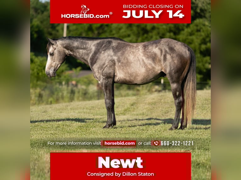 American Quarter Horse Wallach 5 Jahre 150 cm Schimmel in Carrollton, MO