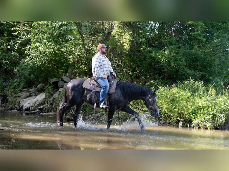 American Quarter Horse Wallach 5 Jahre 150 cm Schimmel in Carrollton, MO