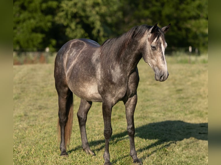 American Quarter Horse Wallach 5 Jahre 150 cm Schimmel in Carrollton, MO