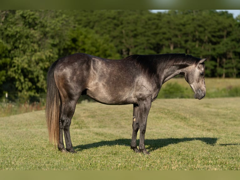 American Quarter Horse Wallach 5 Jahre 150 cm Schimmel in Carrollton, MO