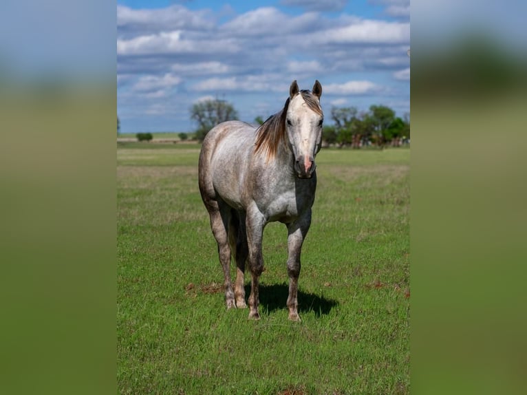 American Quarter Horse Wallach 5 Jahre 150 cm Schimmel in Elk City, OK