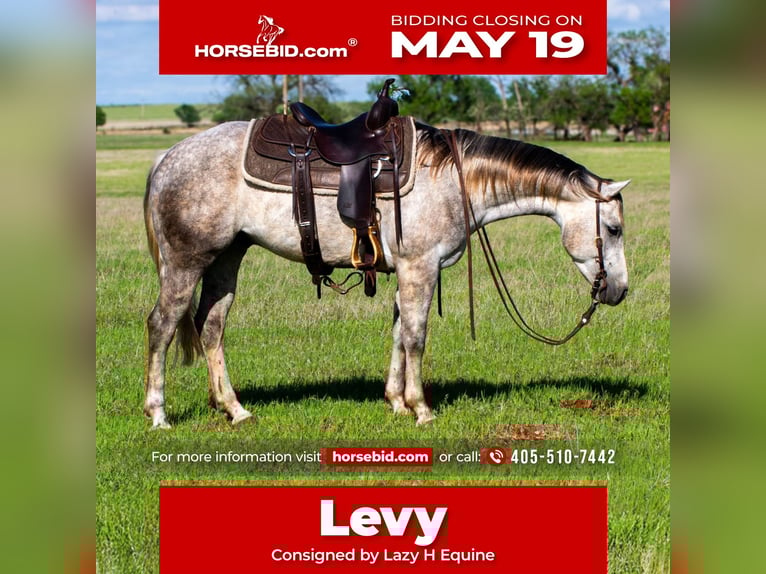 American Quarter Horse Wallach 5 Jahre 150 cm Schimmel in Elk City, OK
