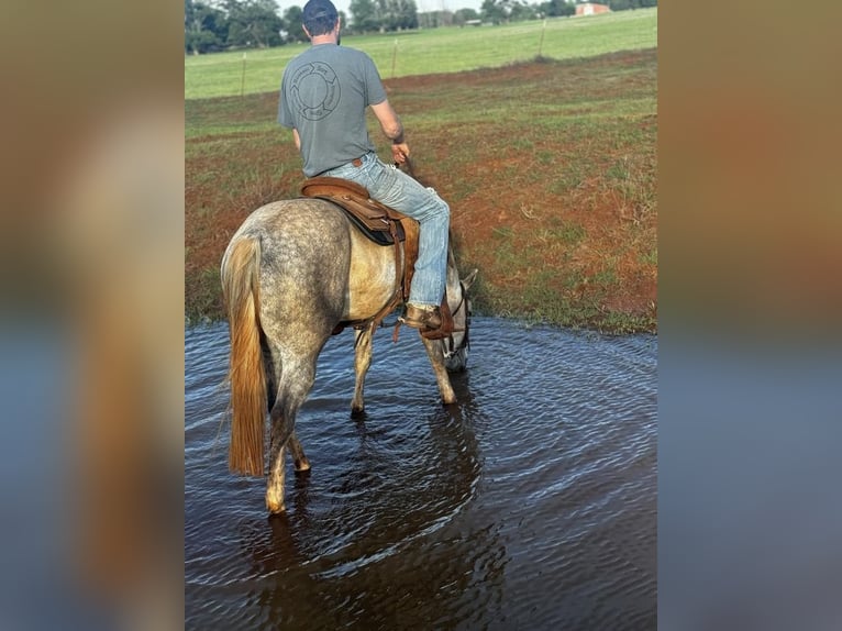 American Quarter Horse Wallach 5 Jahre 150 cm Schimmel in Elk City, OK