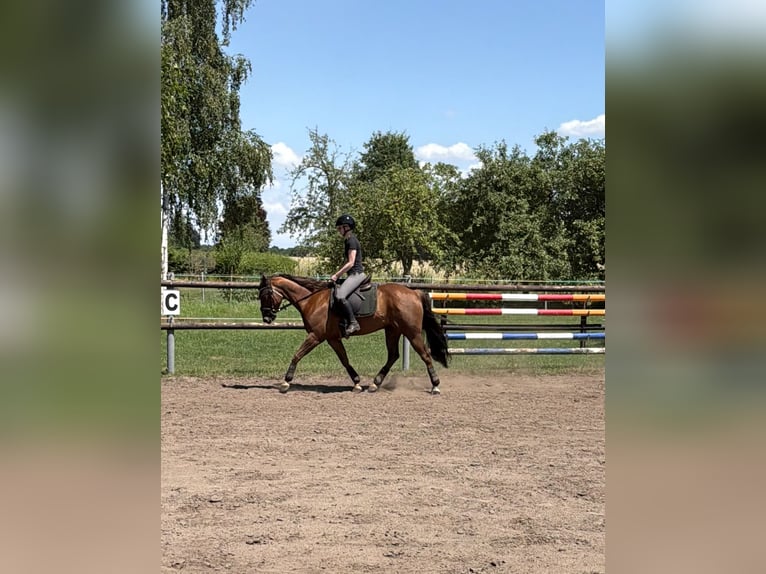 American Quarter Horse Wallach 5 Jahre 151 cm Fuchs in Sassenberg
