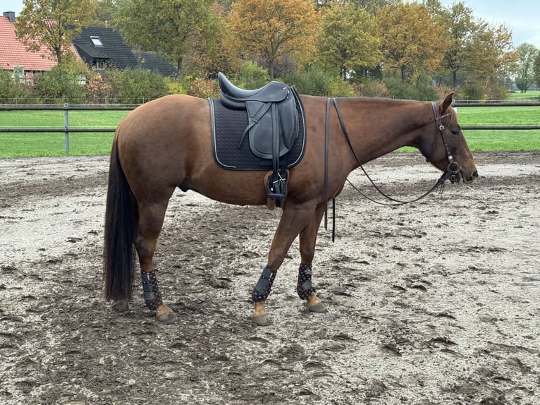 American Quarter Horse Wallach 5 Jahre 151 cm Fuchs in Sassenberg