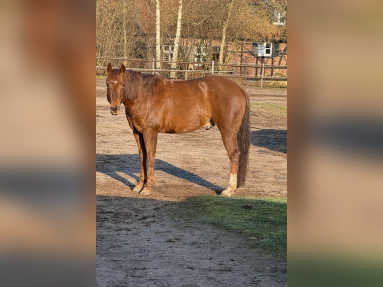American Quarter Horse Wallach 5 Jahre 151 cm Fuchs in Sassenberg