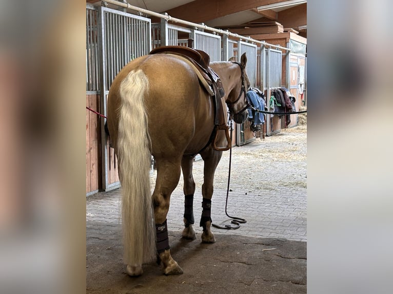 American Quarter Horse Wallach 5 Jahre 151 cm Palomino in Bad Aibling