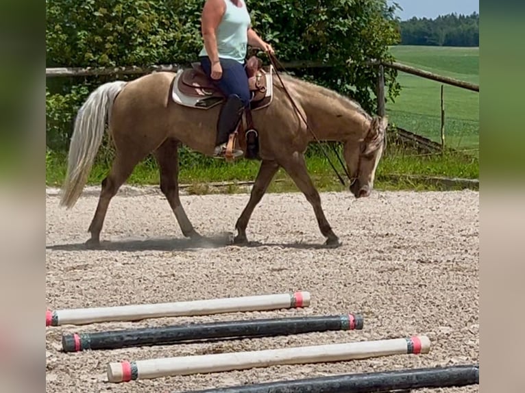 American Quarter Horse Wallach 5 Jahre 151 cm Palomino in Bad Aibling