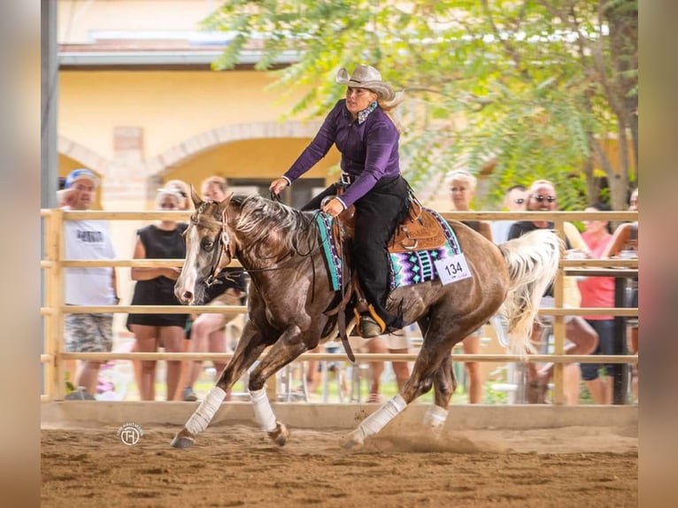 American Quarter Horse Wallach 5 Jahre 151 cm Palomino in Bad Aibling