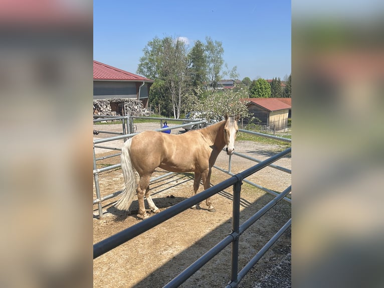 American Quarter Horse Wallach 5 Jahre 151 cm Palomino in Bad Aibling