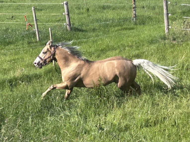 American Quarter Horse Wallach 5 Jahre 151 cm Palomino in Bad Aibling