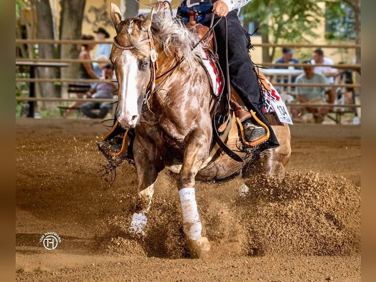 American Quarter Horse Wallach 5 Jahre 151 cm Palomino in Bad Aibling