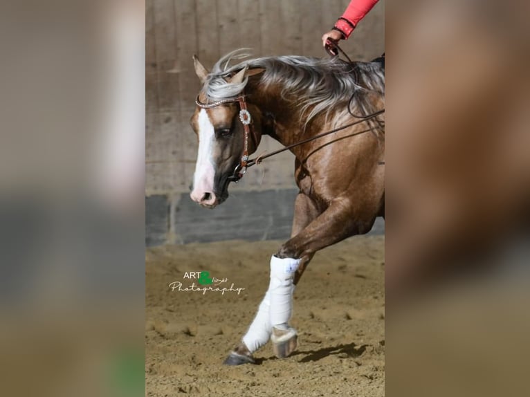 American Quarter Horse Wallach 5 Jahre 151 cm Palomino in Bad Aibling