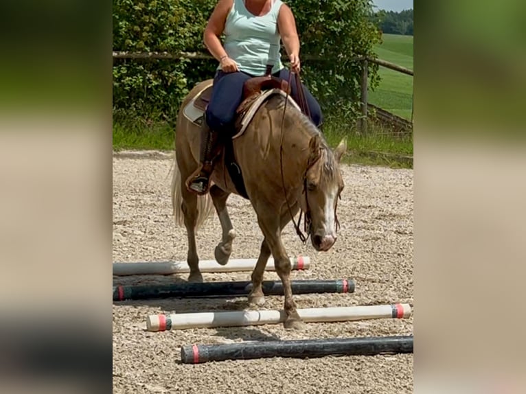 American Quarter Horse Wallach 5 Jahre 151 cm Palomino in Bad Aibling