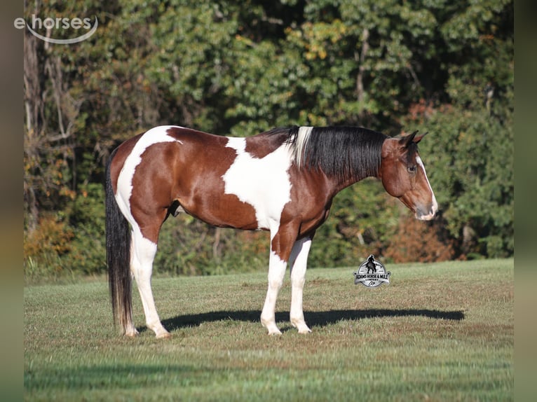 American Quarter Horse Wallach 5 Jahre 151 cm Tobiano-alle-Farben in Mount Vernon