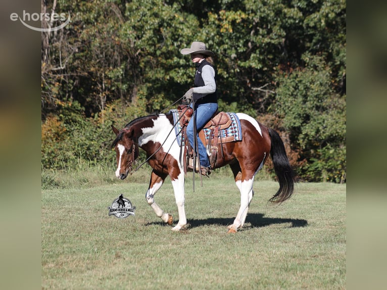 American Quarter Horse Wallach 5 Jahre 151 cm Tobiano-alle-Farben in Mount Vernon