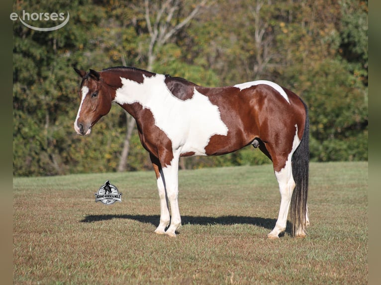 American Quarter Horse Wallach 5 Jahre 151 cm Tobiano-alle-Farben in Mount Vernon