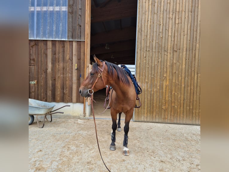 American Quarter Horse Wallach 5 Jahre 152 cm Brauner in Geislingen an der Steige