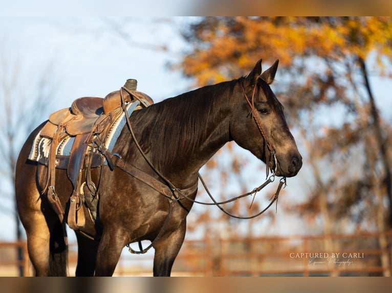 American Quarter Horse Wallach 5 Jahre 152 cm Buckskin in Lewistown