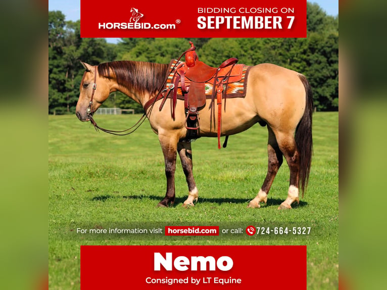 American Quarter Horse Wallach 5 Jahre 152 cm Buckskin in Clarion
