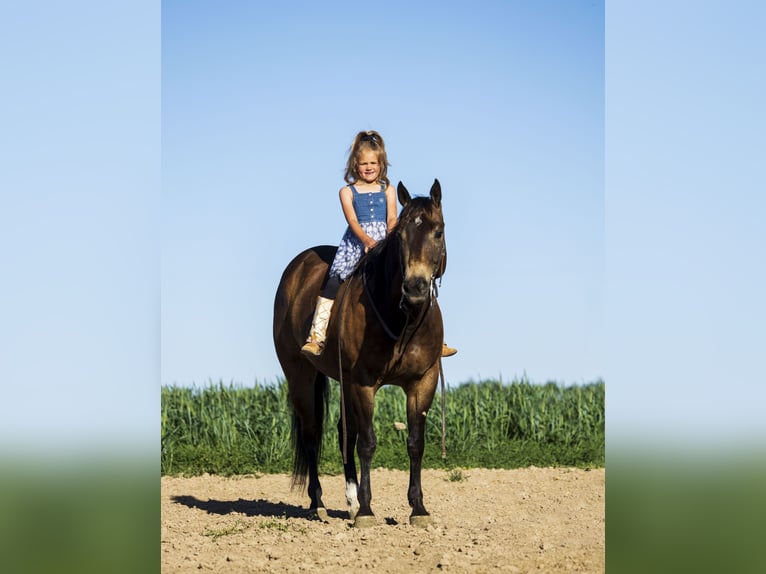 American Quarter Horse Wallach 5 Jahre 152 cm Buckskin in Caldwell, ID