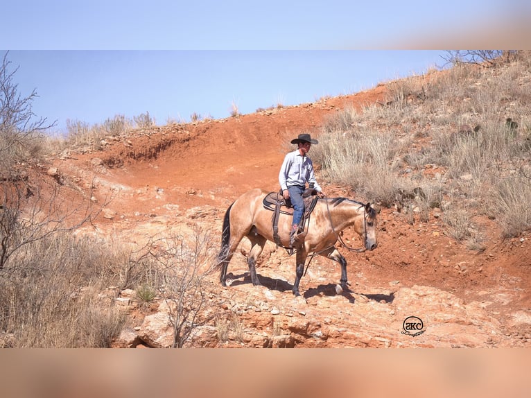 American Quarter Horse Wallach 5 Jahre 152 cm Buckskin in Canyon
