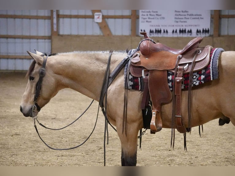 American Quarter Horse Wallach 5 Jahre 152 cm Buckskin in Fresno