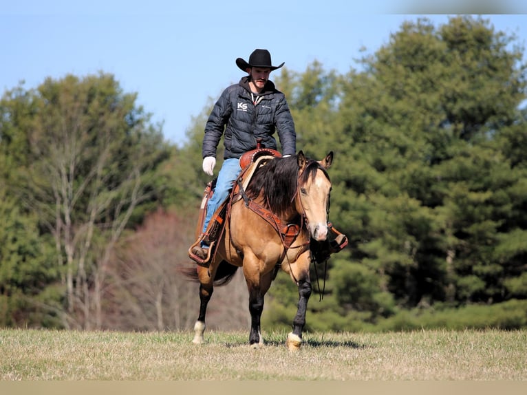 American Quarter Horse Wallach 5 Jahre 152 cm Buckskin in Clarion