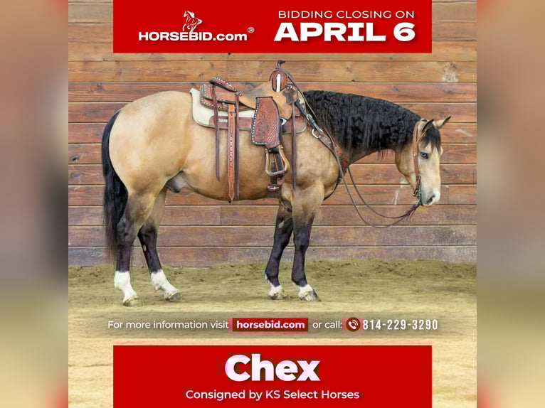 American Quarter Horse Wallach 5 Jahre 152 cm Buckskin in Clarion