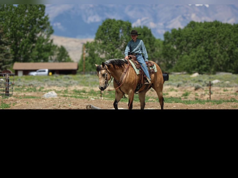 American Quarter Horse Wallach 5 Jahre 152 cm Buckskin in Cody