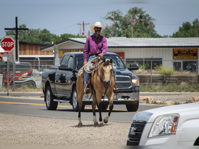 American Quarter Horse Wallach 5 Jahre 152 cm Buckskin in Cody