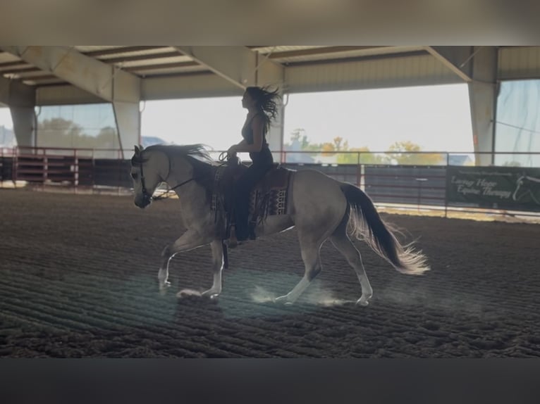 American Quarter Horse Wallach 5 Jahre 152 cm Buckskin in Decatur