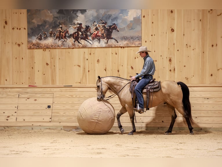 American Quarter Horse Wallach 5 Jahre 152 cm Buckskin in Needmore
