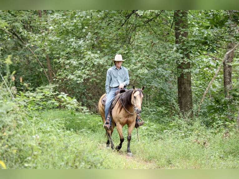 American Quarter Horse Wallach 5 Jahre 152 cm Buckskin in Needmore