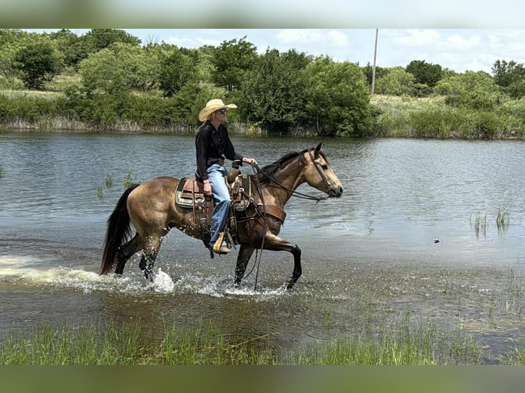 American Quarter Horse Wallach 5 Jahre 152 cm Buckskin in Jacksboro KY