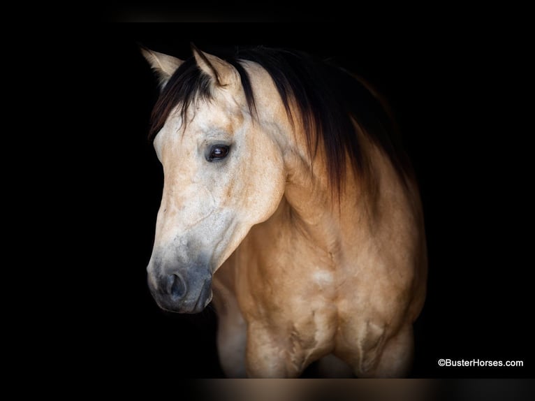 American Quarter Horse Wallach 5 Jahre 152 cm Buckskin in Weatherford TX