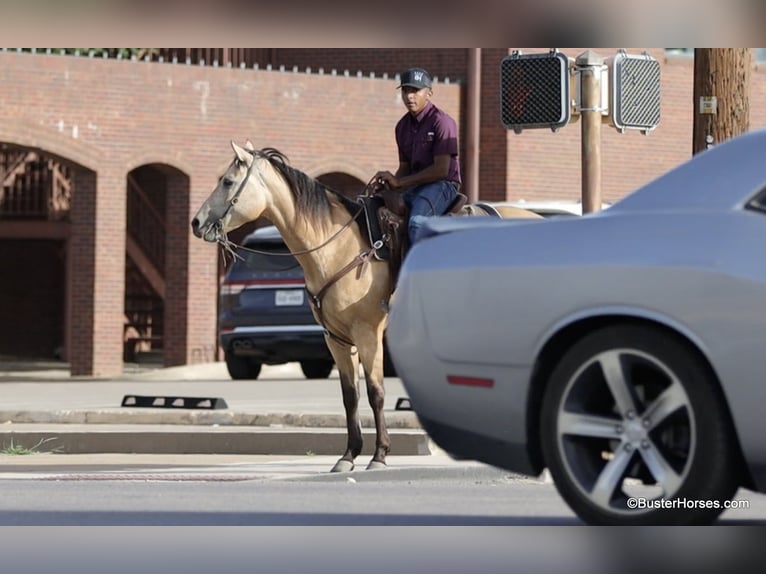 American Quarter Horse Wallach 5 Jahre 152 cm Buckskin in Weatherford TX