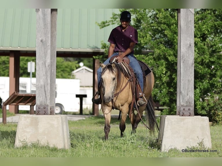 American Quarter Horse Wallach 5 Jahre 152 cm Buckskin in Weatherford TX