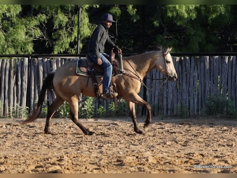 American Quarter Horse Wallach 5 Jahre 152 cm Buckskin in Weatherford TX