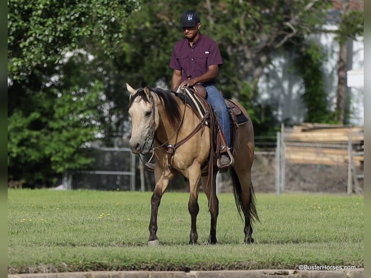American Quarter Horse Wallach 5 Jahre 152 cm Buckskin in Weatherford TX