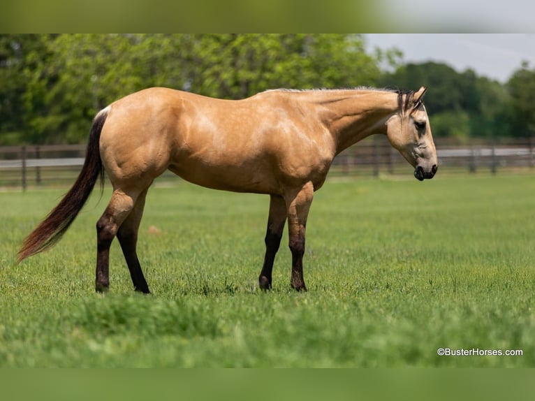 American Quarter Horse Wallach 5 Jahre 152 cm Buckskin in Weatherford TX